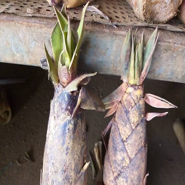 măng vầu ngọt và măng vầu đắng